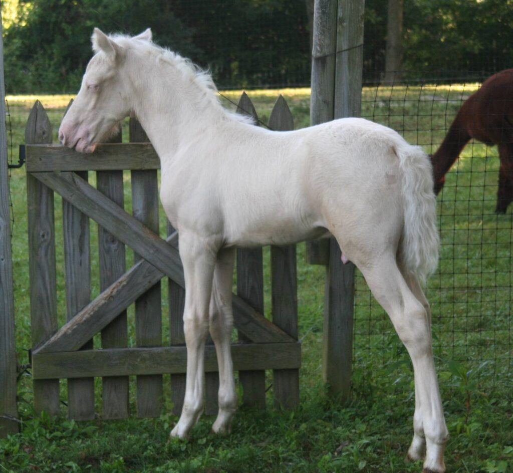 Lover of horses and gaited ones.